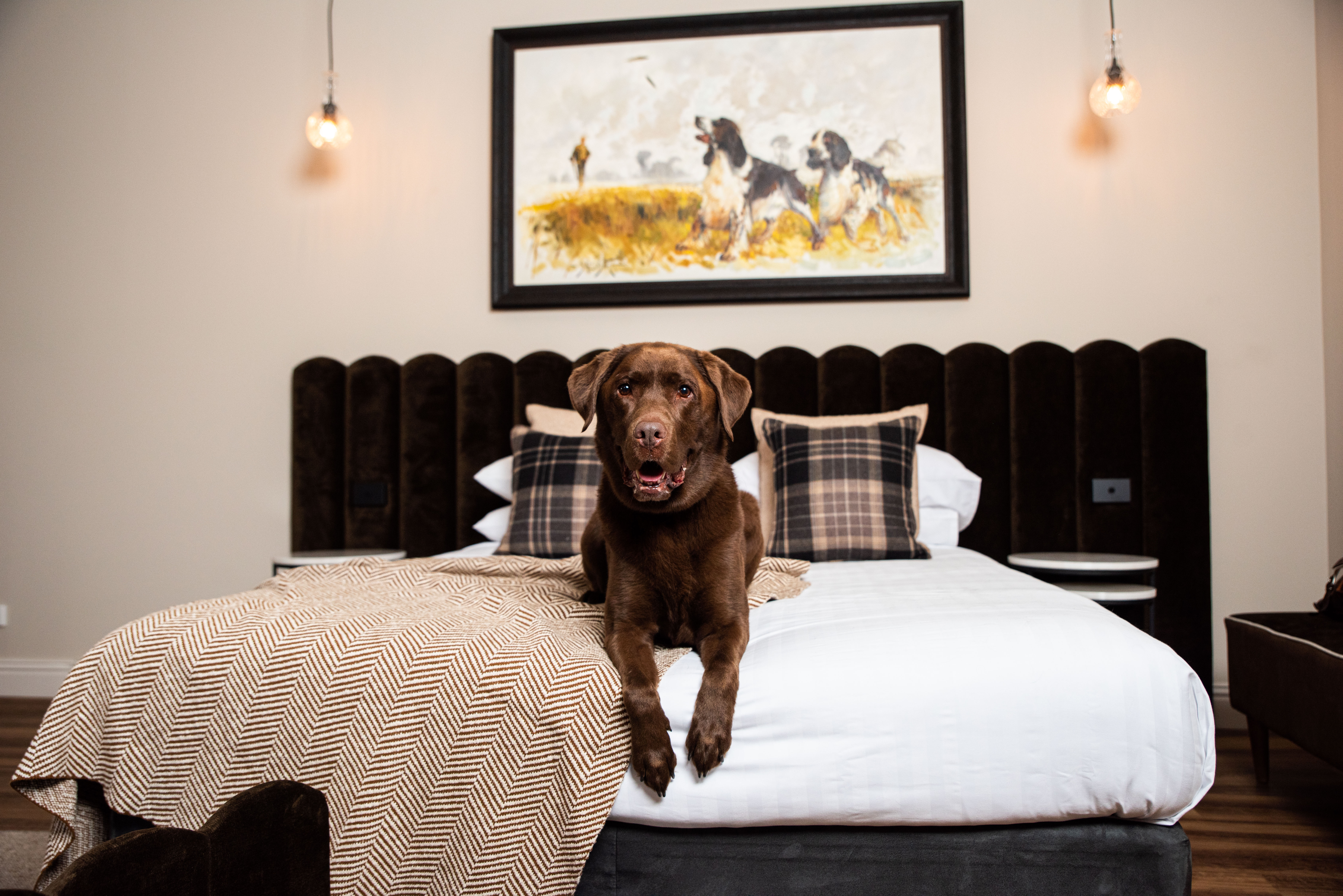 Dogs Welcome